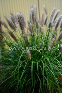 Trawa Rozplenica Japońska Black Beauty