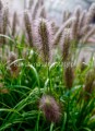 IMG_5020.jpeg