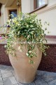 IMG_7999.jpeg