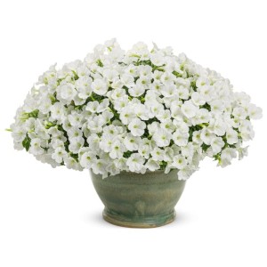 Supetunia Vista Mini White