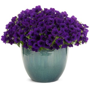 Supetunia Vista Mini  Ultramarine