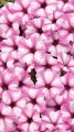 IMG_7822.jpeg