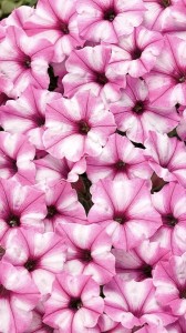 Supetunia Vista Mini  Pink Star