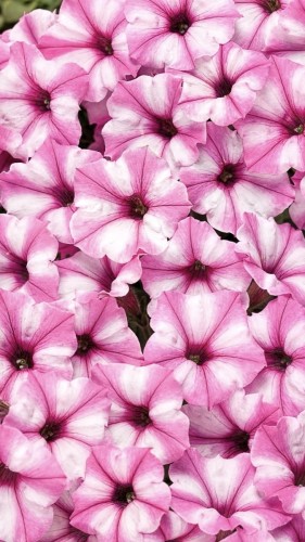 IMG_7822.jpeg