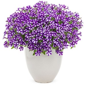 Supetunia Vista  Mini Violet Star