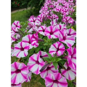 Supertunia Vista Raspberry Star