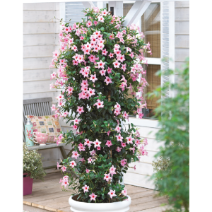 Sundaville Cream Pink