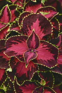 Koleus hybrida, Premium Sun Chocolate Covered Cherry