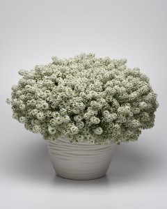 Lobularia Maritima Easy Breezy White