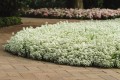 IMG_3634.jpeg