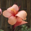 IMG_3824.jpeg