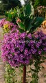 IMG_3912.jpeg