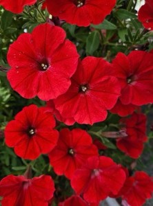 Supertunia Vista Strawberry