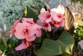 IMG_4109.jpeg