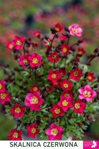 Skalnica Saxifraga Pixi Pan dark pink 