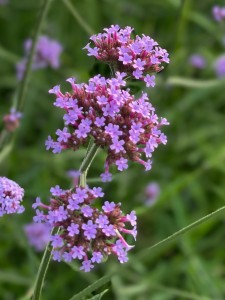 Werbena patagońska Verbena bonariensis