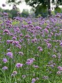 IMG_6214.jpeg