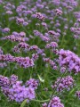 IMG_6197.jpeg