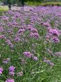 IMG_6188.jpeg