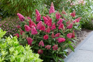 Budleja 'Butterfly Candy Little Ruby'  - Buddleja dawidii