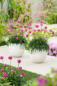 Zawciąg nadmorski ' Abbey Deep Rose' -  Armeria maritima