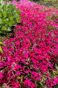 Floks szydlasty Scarlet