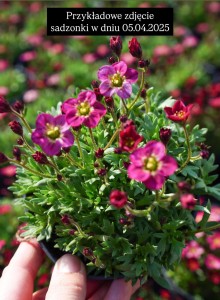 Skalnica  Saxifraga Pink 