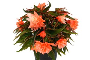 Begonia Belleconia Salmon