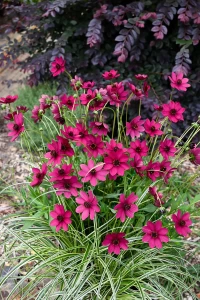 Cosmos atrosanguineus Cherry Chocolate