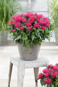 Pysznogłówka Monarda didyma balmy rose 