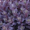 IMG_9204.jpeg