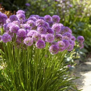 Czosnek 'Millenium' Allium