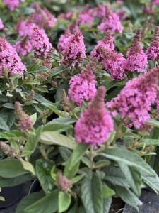 Budleja ‘Butterfly Candy Little Pink’ Budleja Davidi