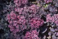 IMG_3171.jpeg
