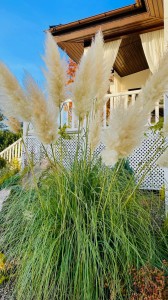 Cortaderia selloana Citaro trawa pampasowa 