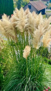 Cortaderia selloana Evita kompaktowa trawa pampasowa