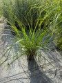 IMG_5736.jpeg