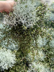 Mulenbekia plus kalocefalus (silver)