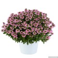touch-baby-pink_scaevola-aemula_14966_1.jpg