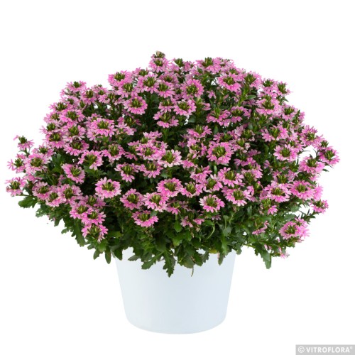touch-baby-pink_scaevola-aemula_14966_1.jpg