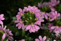 touch-baby-pink_scaevola-aemula_14966_2.jpg