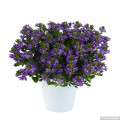 touch-indigo_scaevola-aemula_16677_1.jpg