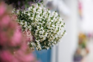 Scewola Stardiva White, biała