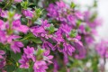 Scaevola Surdiva Super Purple 6.jpg