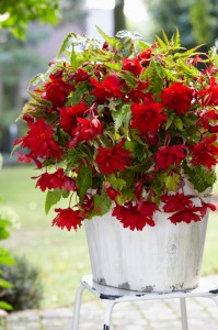 Begonia Illumination Scarlet
