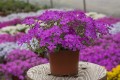spring-purple_phlox-subulata_76340_2.jpg