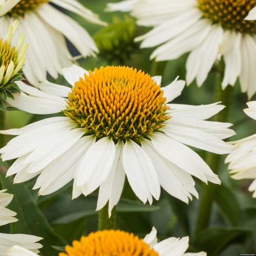 meditation-white_echinacea-hybrida_74266_1.jpg