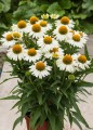 meditation-white_echinacea-hybrida_74266_2.jpg
