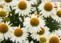 meditation-white_echinacea-hybrida_74266_3.jpg