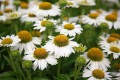 meditation-white_echinacea-hybrida_74266_4.jpg